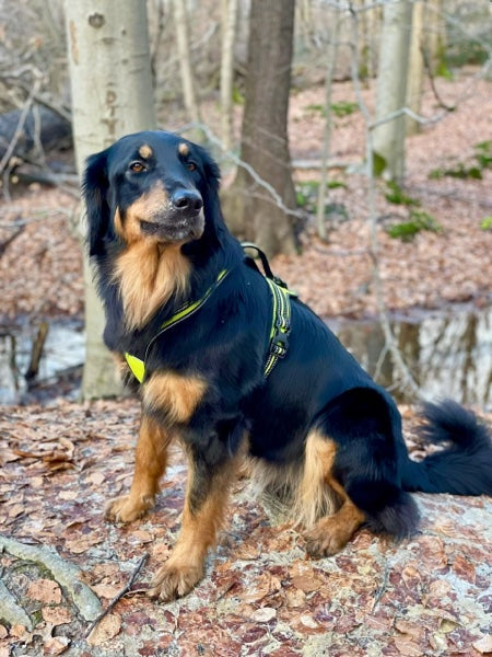 Hovawart im Wald