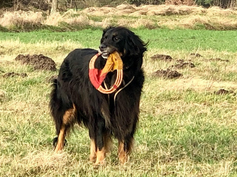 Hovawart auf einer Wiese