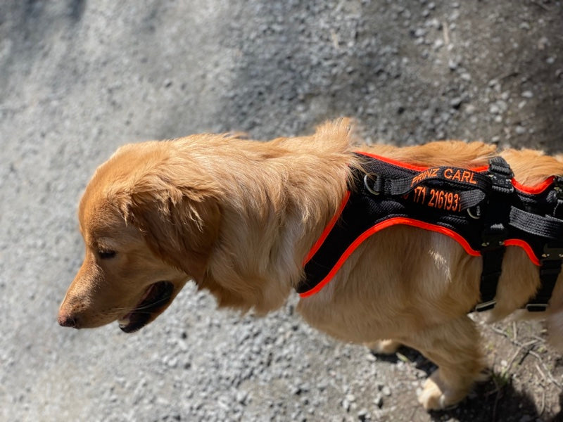 Blonder Hovawart mit Hundegeschirr individuell bestickt