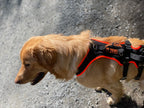 Blonder Hovawart mit Hundegeschirr individuell bestickt