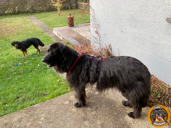 Ein schwarzer Hovawart mit langem, dichtem Fell steht im Vordergrund auf einer Steinfläche. Der Hund trägt ein schwarzes, rot eingefasstes Vary Support Geschirr von Grossenbacher. Im Hintergrund ist ein zweiter, schwarz-brauner Hovawart auf einer Rasenfläche zu sehen.