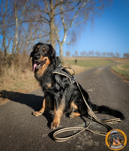 Hovawart auf einem Weg mit einem Rocks-Hundegeschirr