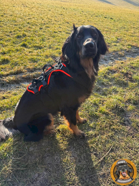 Hovawart Junghund mit einem hovawart.rocks Hundegeschirr auf einer Wiese