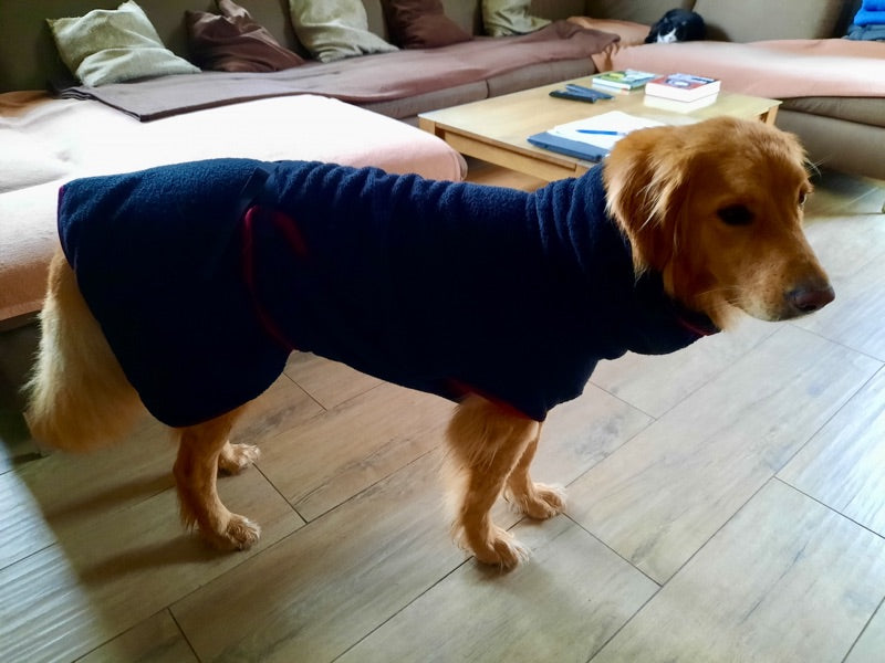 Großer Hund im Bademantel