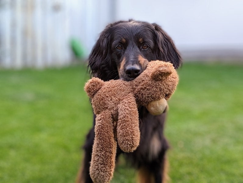 Hovawart mit Teddy Bär im Garten