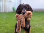 Hovawart mit Teddy Bär im Garten