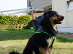 Großer Hund mit robustem Geschirr