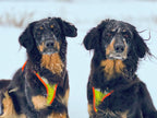 Grossenbacher Night Geschirr an einem großen Hund im Schnee