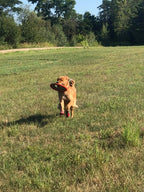 Großer Hund mit Frisbee draußen