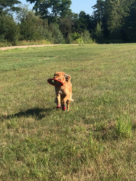 Großer Hund mit Frisbee draußen