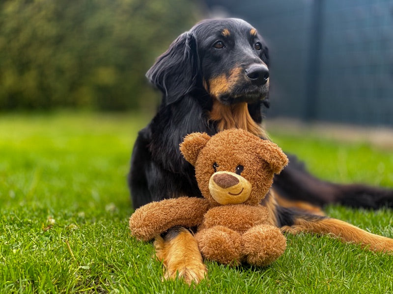 Großer Hund mit Plüschtier