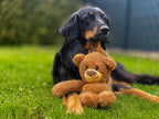 Großer Hund mit Plüschtier