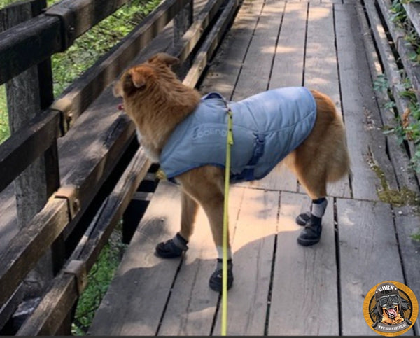 Hund mit hellblauem Kühlmantel und schwarzen Pfotenschuhen steht auf einer Holzbrücke und blickt zur Seite.