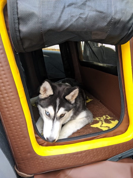Hundebox für den Rücksitz für große Hunde wie den Hovawart oder Schäferhund