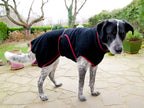 Hundebademantel an einem Hund