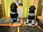 Hundebademantel mit Beinen an zwei Hovawarten