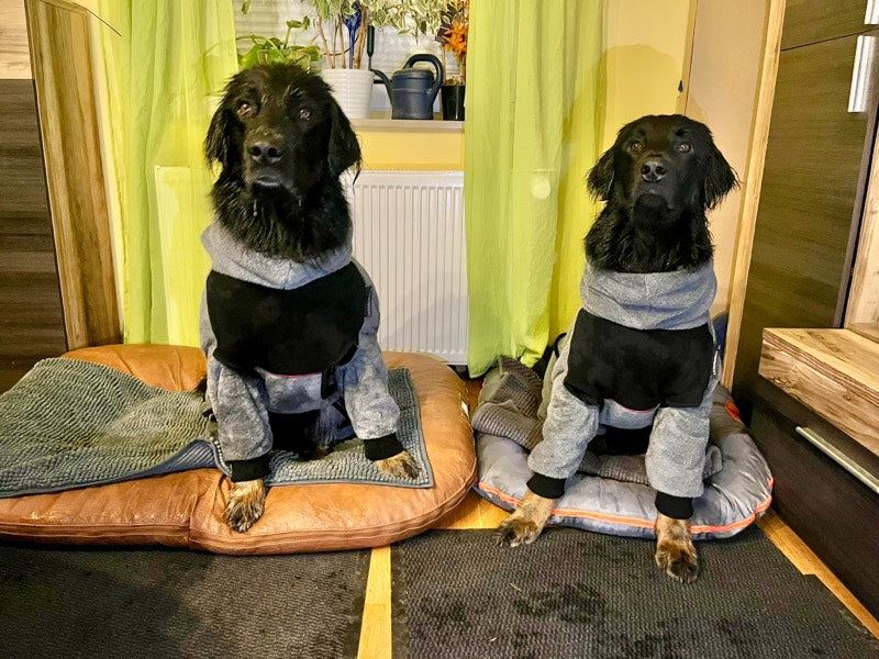 Hundebademantel mit Beinen an zwei Hovawarten