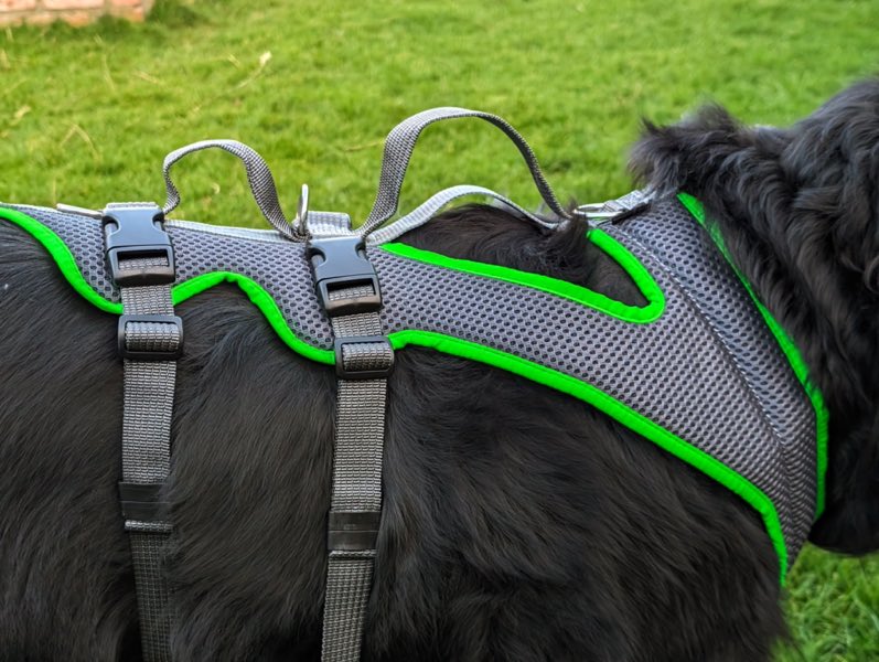 Hundegeschirr an großem Hund