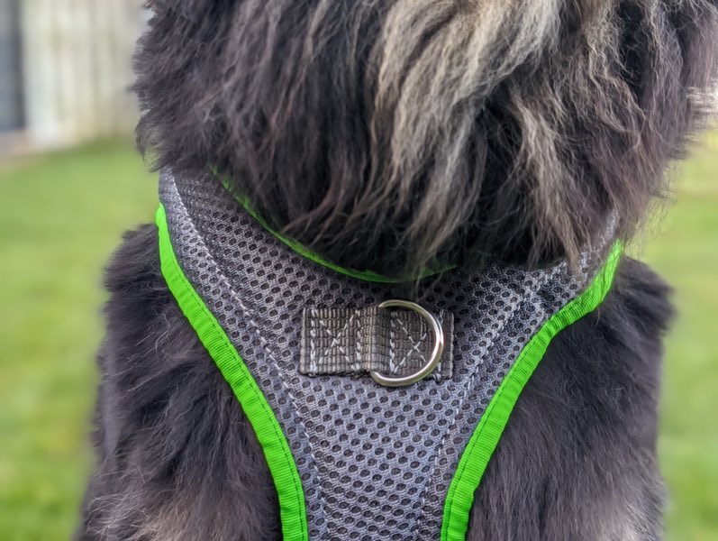 Großer Hund mit stabilem Geschirr
