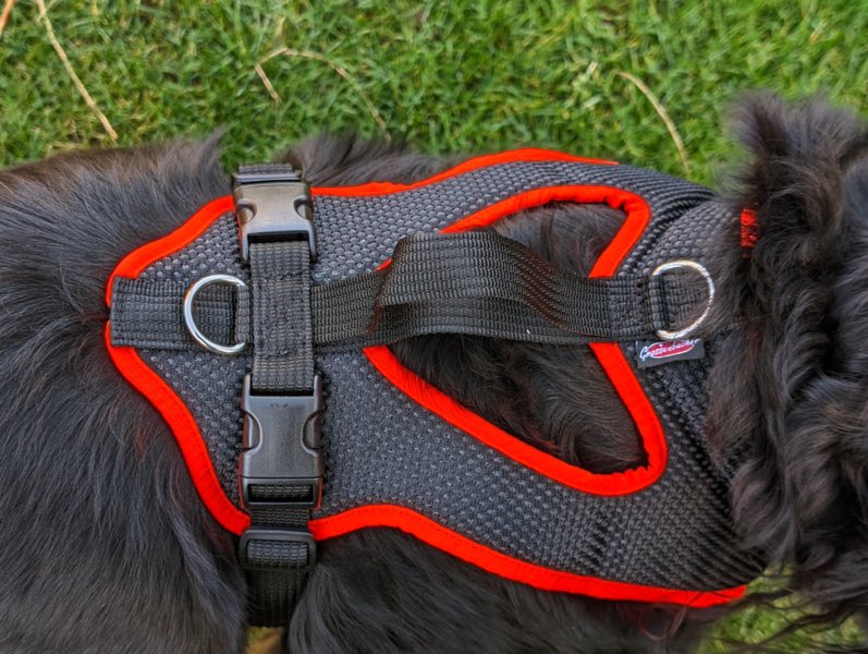 Hundegeschirr an großem Hund