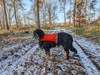 Großer Hund mit Warnweste draußen
