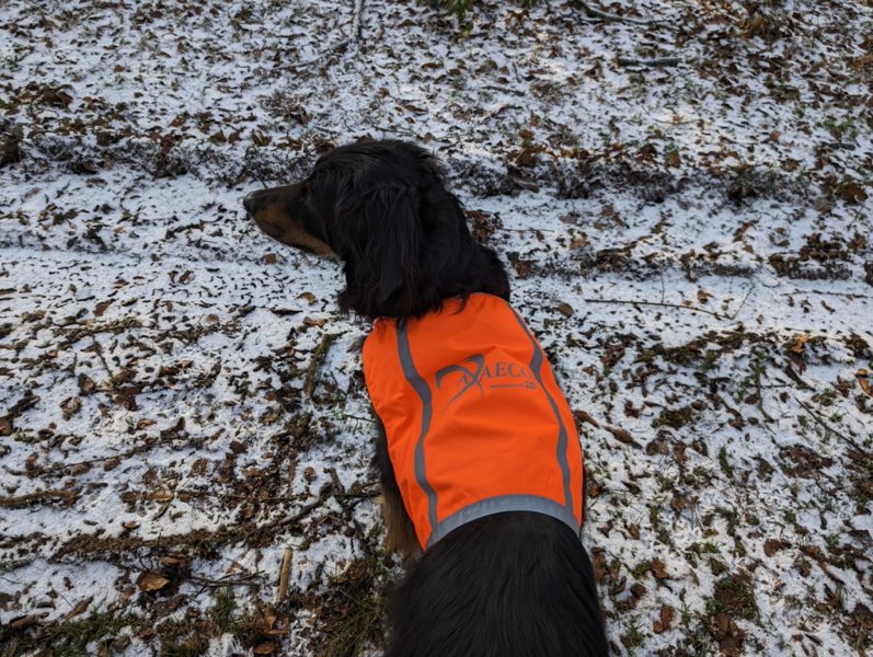 Großer Hund mit Warnweste
