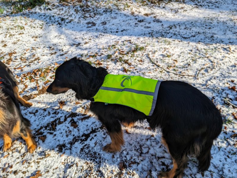 Großer Hund mit Sicherheitsweste