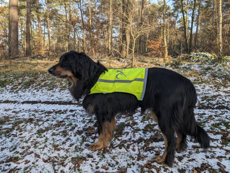 Großer Hund mit Warnweste draußen