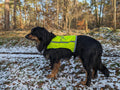 Großer Hund mit Warnweste draußen