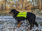 Großer Hund mit Warnweste draußen