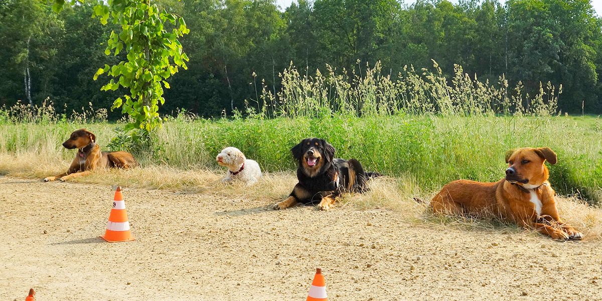 Für Hundeschulen & Vereine