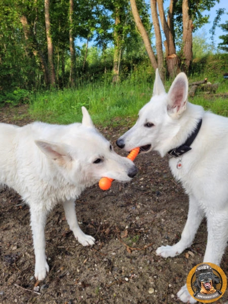 Zwei weiße Schäferhunde teilen sich spielerisch einen orangefarbenen, schadstofffreien Stöckchenersatz von Hovawart Rocks im Grünen.