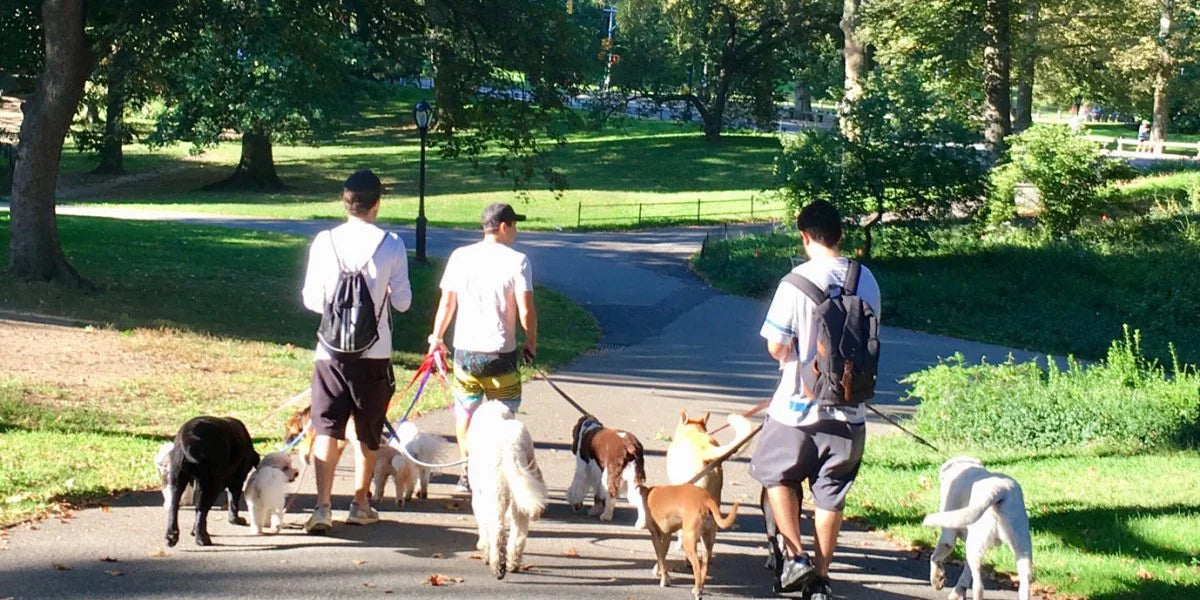 Für Hundegruppen