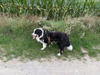 Dreibeingeschirr | für Hunde nach Beinamputation