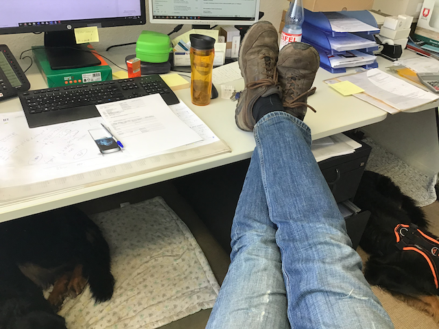 Großer Hund mit Hundegeschirr Büro