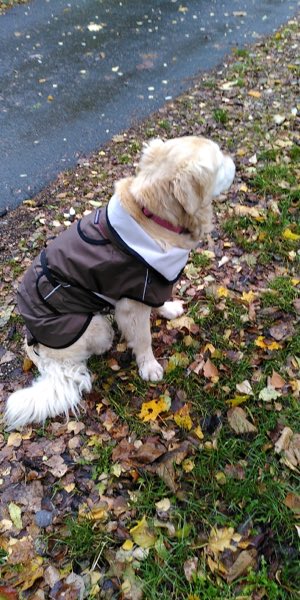 Wintermantel an einem Golden Retriver