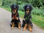 Zwei große Hunde mit Geschirr