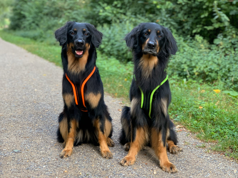 Zwei große Hunde mit Geschirr