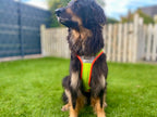Grossenbacher Support Night Geschirr an einem großen Hund