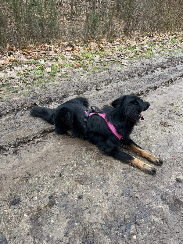 Eine schwarzmarkene Hovawart Hündin liegt entspannt auf einem matschigen Waldweg. Sie trägt ein leuchtend beerenfarbenes (Berry) Grossenbacher Hundegeschirr, das sich deutlich von ihrem schwarzen Fell abhebt.