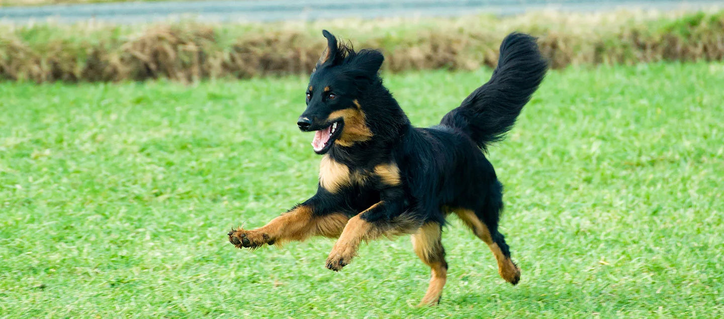 Großer Hund läuft auf Wiese