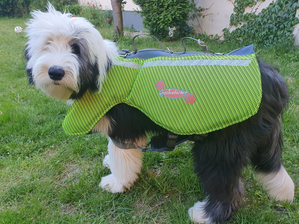 Bobtail mit einer leuchtgelben Schwimmweste von Grossenbacher im Garten des Besitzers