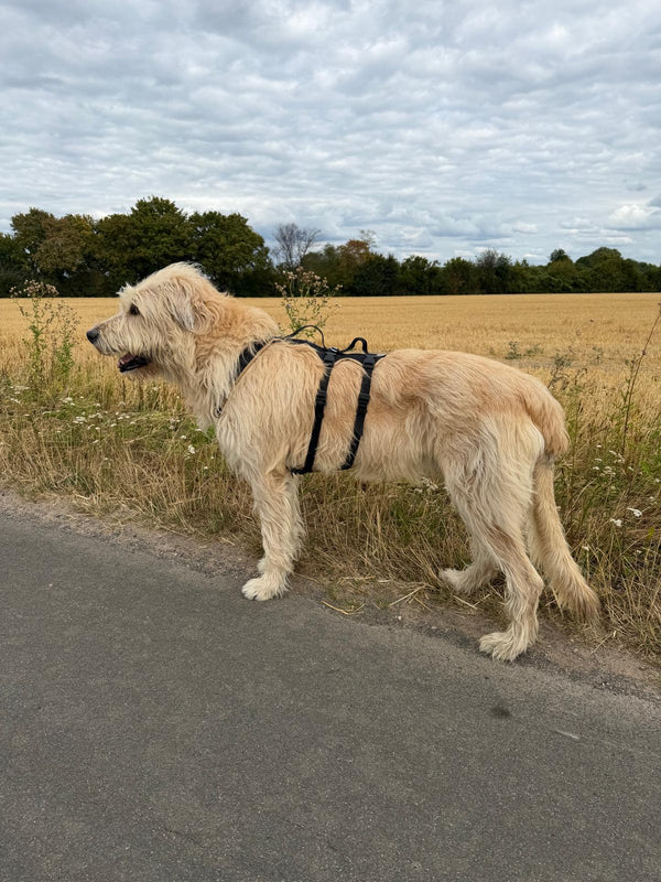 Irischer Wolfshund steht an einem Feld am Niederrhein und trägt ein farblich passendes VarY Supportgeschirr, perfekt für solch große und lange Hunde