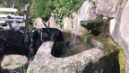 Hovawart mit einem sportlichen Hundegeschirr an einem Brunnen