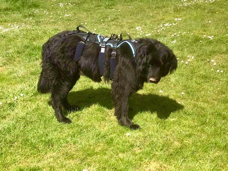 Geschirr für ältere und kranke Hunde