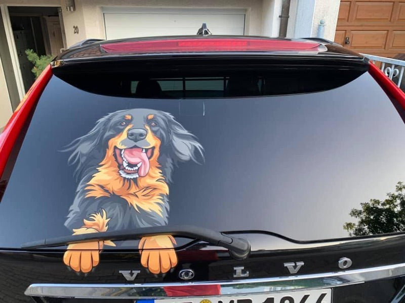 Hovawart Tattoo auf einem Auto
