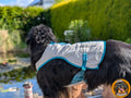 Ein schwarzer Hovawart steht im Freien und blickt zur Seite auf einen Teich. Der Hund trägt eine helle (vermutlich silberne oder hellgraue) Kühlweste von "Non-stop dogwear" mit leuchtend blauem Rand und verstellbarer Schnalle. Das Logo von "Non-stop dogwear" ist auf der Weste sichtbar. Im Hintergrund sind grüne Pflanzen und ein sonniger Himmel zu sehen. Unten rechts ist das runde Logo "Born to Rock - www.hovawart.rocks" eingeblendet.
