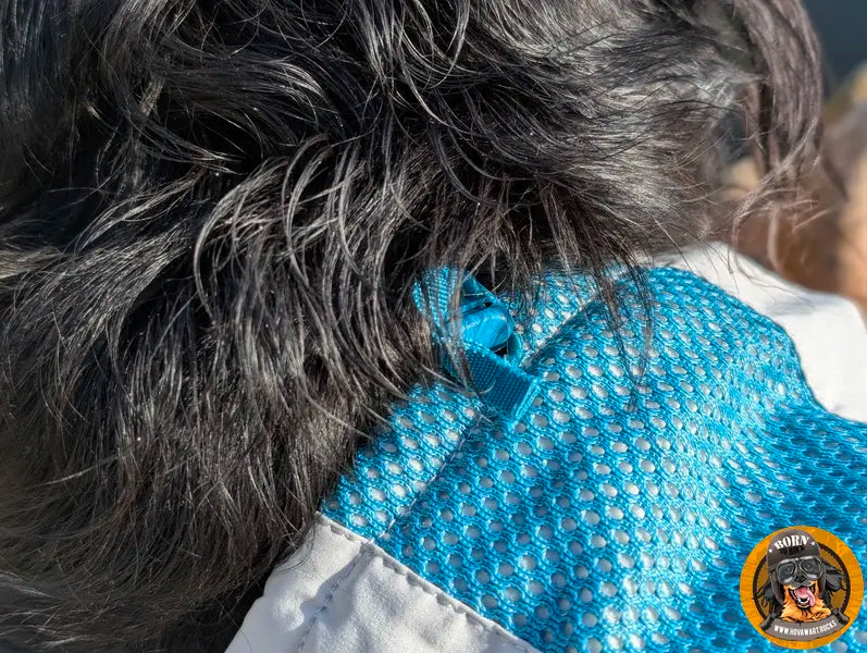 Nahaufnahme der Nackenpartie eines schwarzen Hovawarts, der eine Kühlweste trägt. Deutlich sichtbar ist ein Bereich aus leuchtend blauem Netzgewebe am oberen Rücken und Nacken der Weste. Darunter befindet sich eine Öffnung mit einem Zugband. Das umliegende Fell des Hovawarts ist ebenfalls gut zu erkennen. Unten rechts ist das runde Logo "Born to Rock - www.hovawart.rocks" eingeblendet.