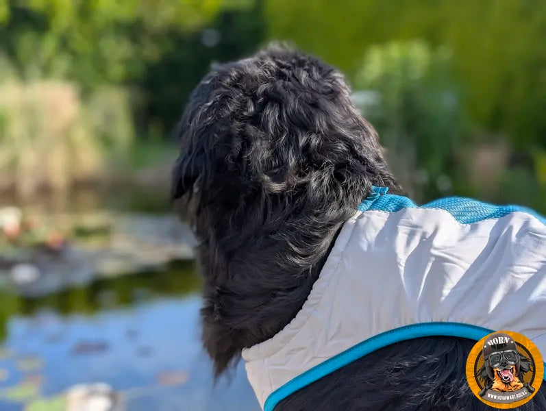 Rückansicht eines schwarzen Hovawarts, der eine helle (vermutlich weiße oder hellgraue) Kühlweste mit leuchtend blauem Rand trägt. Der Hund blickt auf ein Gewässer im Hintergrund, umgeben von grünem Laub und mit Sonnenschein. Unten rechts ist ein rundes Logo mit einem Hovawart und dem Text "Born to Rock - www.hovawart.rocks" zu sehen.