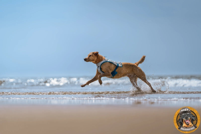 Ein hellbrauner Hund mit weiß-blauer Kühlweste rennt spritzend durch das flache Meerwasser am Strand.